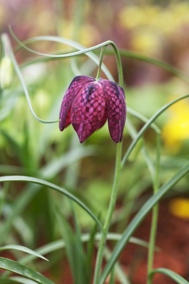 fotografia, materiale, libero il panorama, dipinga, fotografia di scorta,Fiori rosso porpora, Fiori di Primavera, Petalo, Prenda, Stame