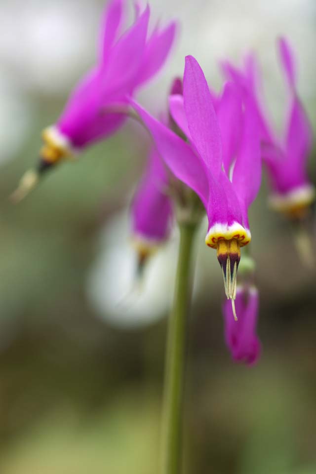 photo,material,free,landscape,picture,stock photo,Creative Commons,Pink flowers, Spring Flowers, Petal, Take, Stamen