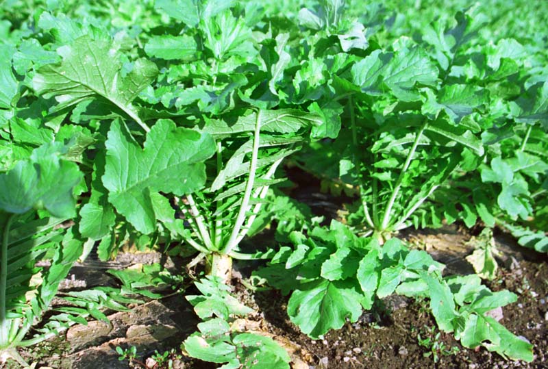 fotografia, material, livra, ajardine, imagine, proveja fotografia,Rabanetes engrossando, legume, verde, , 