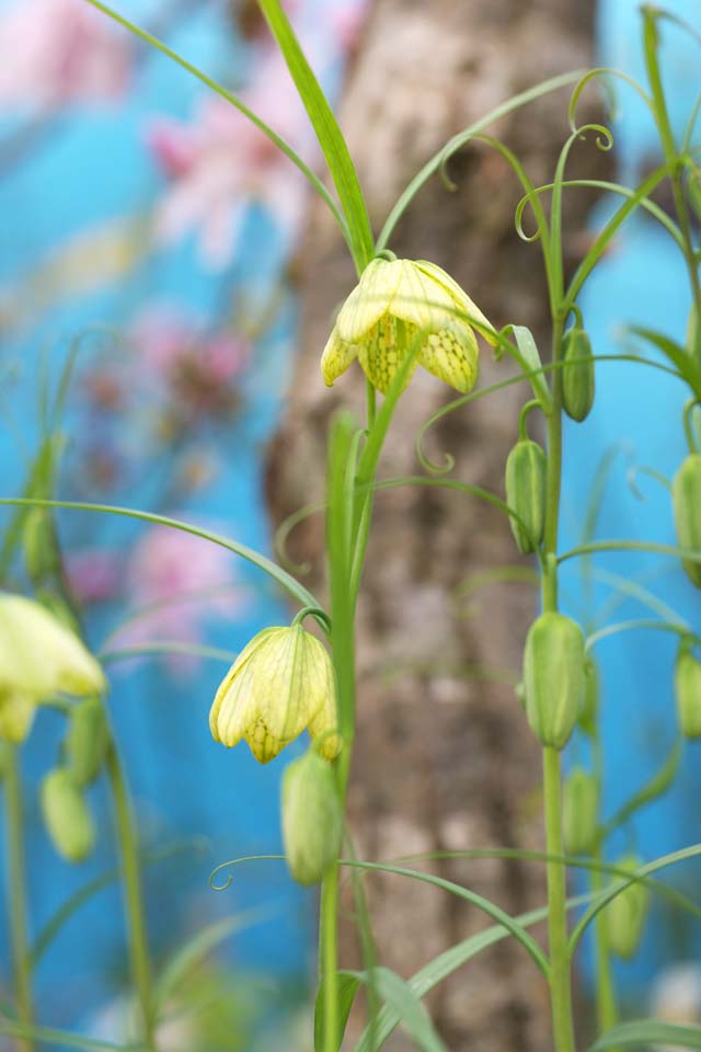 photo,material,free,landscape,picture,stock photo,Creative Commons,Fritillaria flowers, Spring Flowers, Petal, Take, Stamen