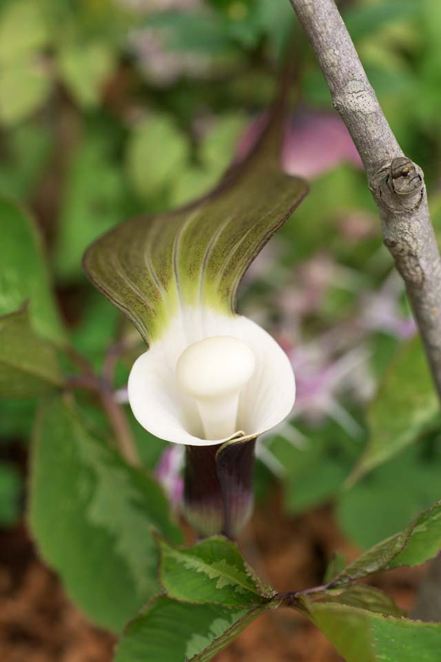 Foto, materieel, vrij, landschap, schilderstuk, bevoorraden foto,YUKIMOCHISOU, Borrel Bloemen op, Brown, Witte bal, Araceae