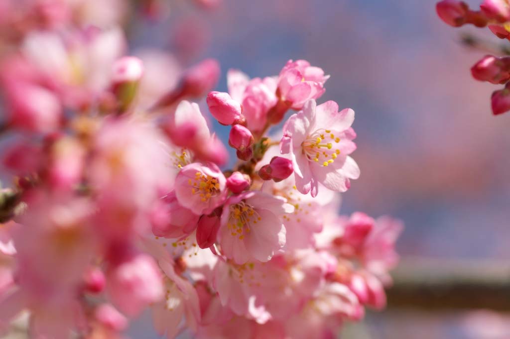 Foto, materiell, befreit, Landschaft, Bild, hat Foto auf Lager,Cherry Pink, Sakura, , Kirsche, 