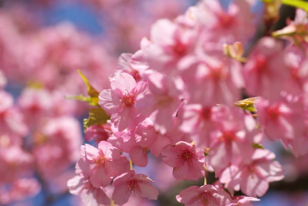 ゆんフリー写真素材集 No 5415 河津桜 日本 静岡