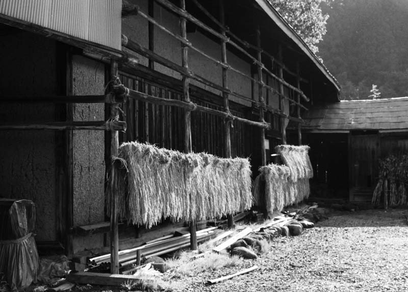 Foto, materieel, vrij, landschap, schilderstuk, bevoorraden foto,Oogst seizoen, Rijst oor, Particulier huis, , 