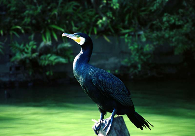 photo,material,free,landscape,picture,stock photo,Creative Commons,Cormorant, cormorant, pond, , 