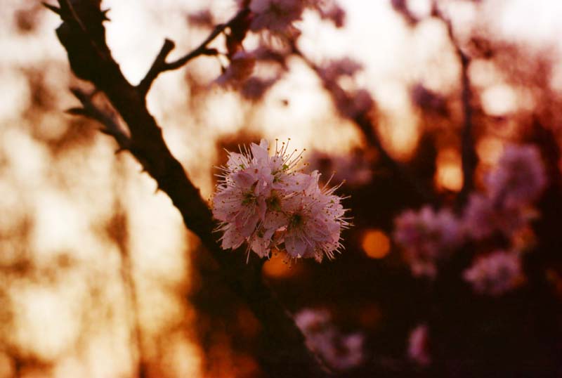 Foto, materiell, befreit, Landschaft, Bild, hat Foto auf Lager,Cherry blht am Abend, das Setzen von Sonne, rot, Kirsche, 