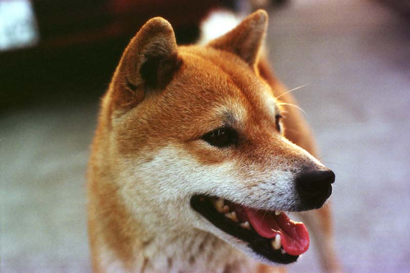 Foto, materieel, vrij, landschap, schilderstuk, bevoorraden foto,Jin, een shiba hond, Hond, , , 