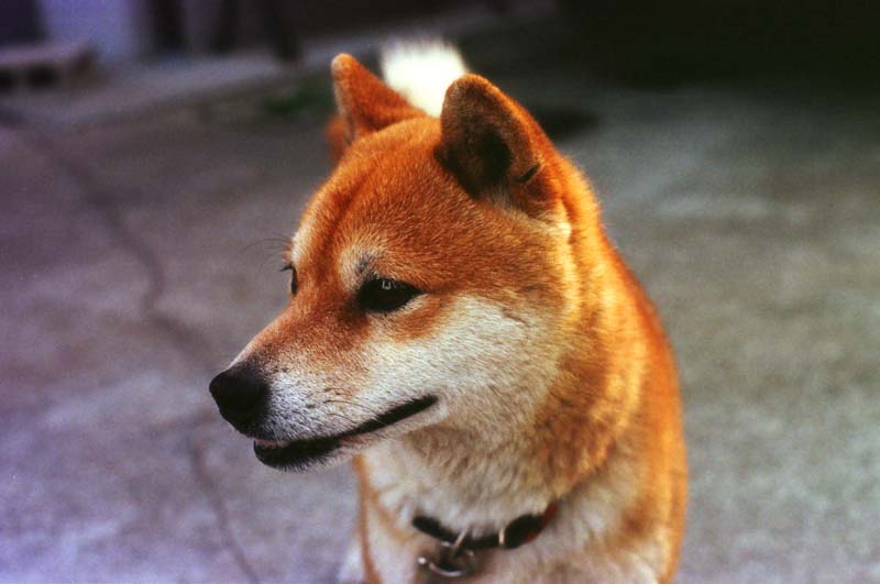 Foto, materiell, befreit, Landschaft, Bild, hat Foto auf Lager,Jin mit einem Bhnengesicht, Hund, , , 