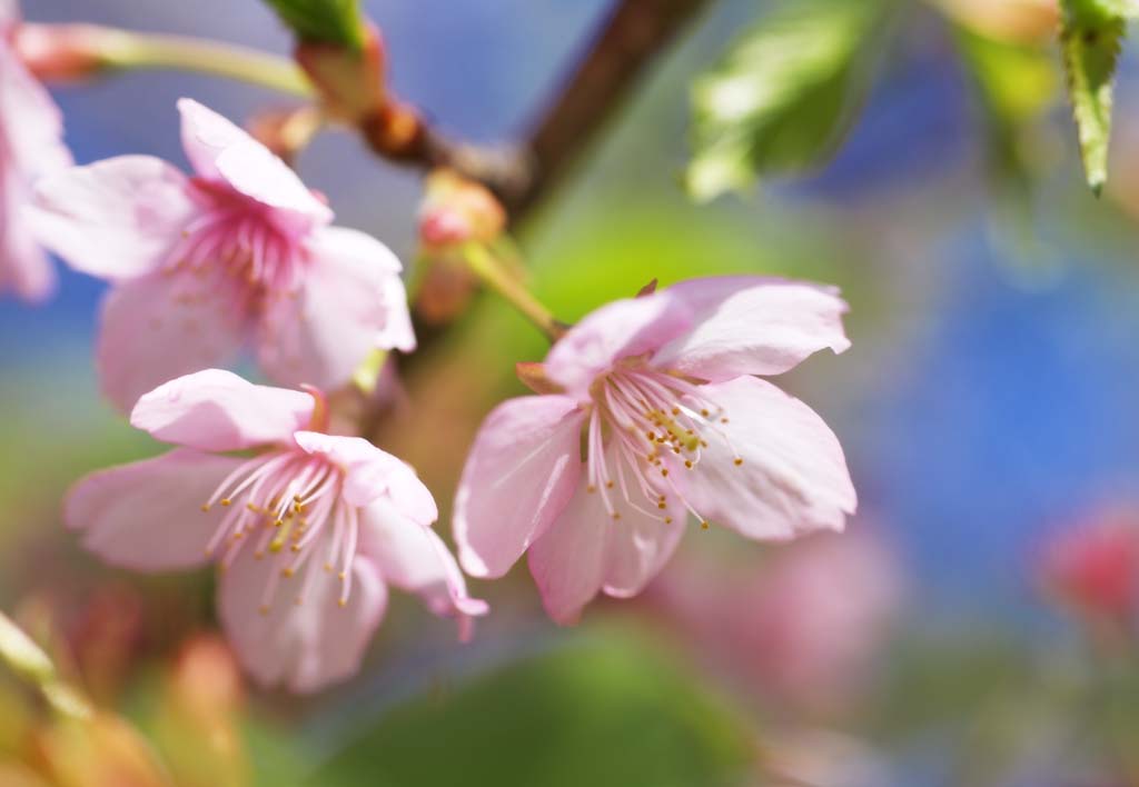 fotografia, materiale, libero il panorama, dipinga, fotografia di scorta,Rosa ciliegia, Sakura, , Cherry, 