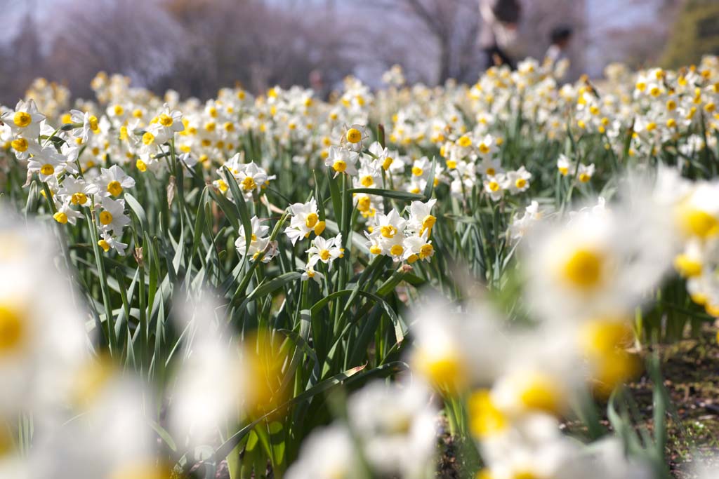 fotografia, material, livra, ajardine, imagine, proveja fotografia,Narcissus flor cama, SUISEN, Narciso, , Amarelo