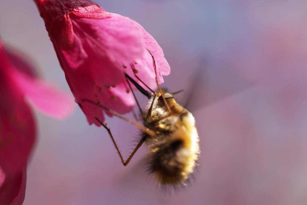 photo,material,free,landscape,picture,stock photo,Creative Commons,Bees in cold scarlet cherry, Kan knee KURA, Cherry, Sakura, Scarlet cold cherry