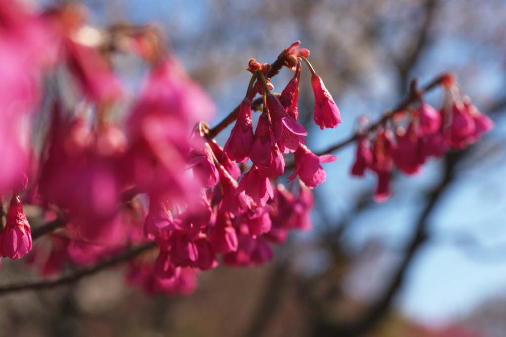 Foto, materieel, vrij, landschap, schilderstuk, bevoorraden foto,Scarlet koude Cherry, Kan knietje KURA, Kers, Sakura, Scharlakene koude kers