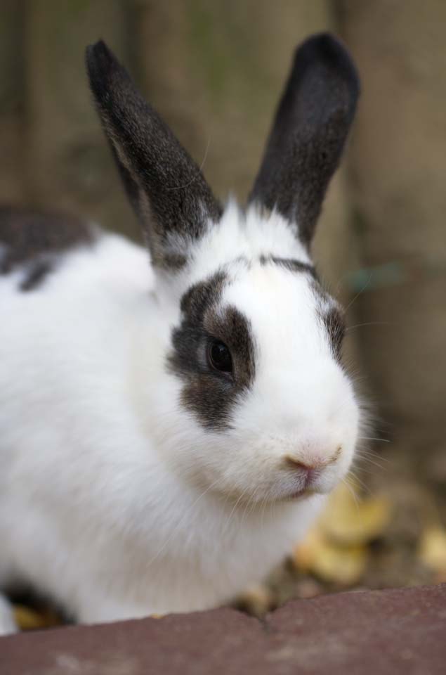 Foto, materiell, befreit, Landschaft, Bild, hat Foto auf Lager,Rabbit ein, Kaninchen, , Viehbestand, 