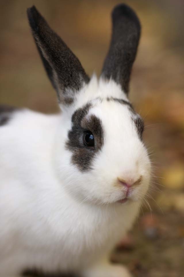 photo,material,free,landscape,picture,stock photo,Creative Commons,Rabbit one, Rabbit, , Livestock, 