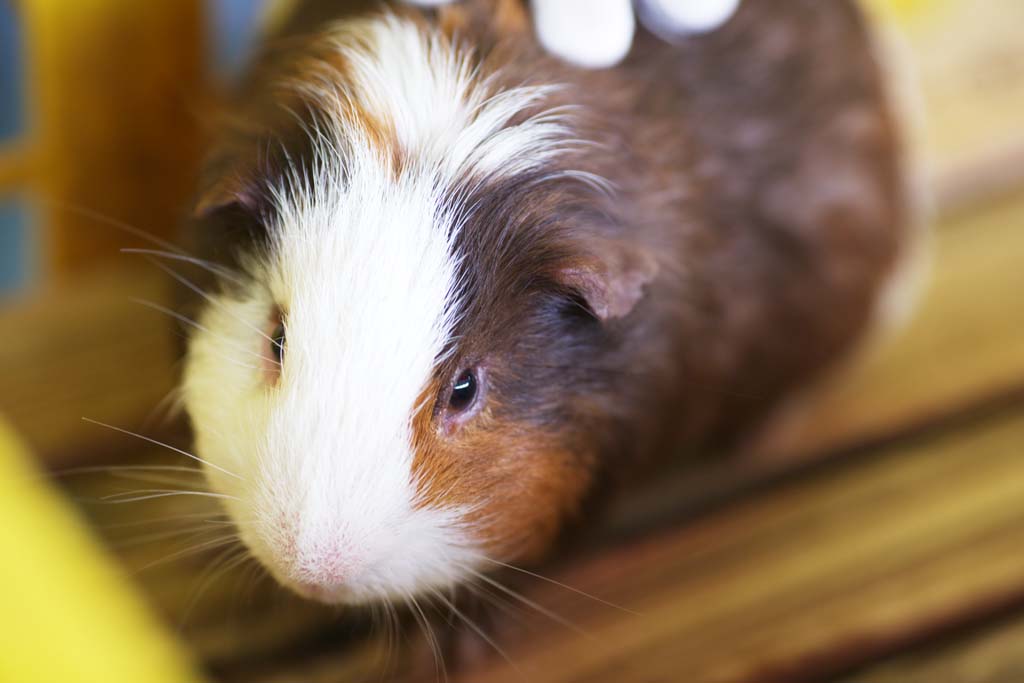 Foto, materieel, vrij, landschap, schilderstuk, bevoorraden foto,Cavia, Meer MORU, Marmot, Levende have, Cavia