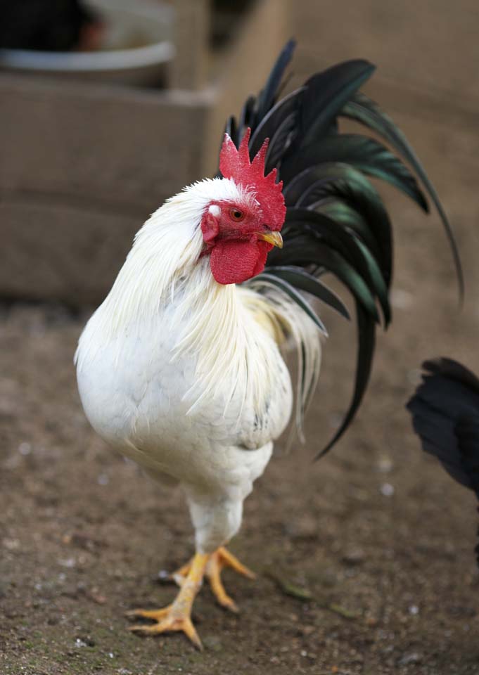 Foto, materiell, befreit, Landschaft, Bild, hat Foto auf Lager,Huhn, NIWATORI, Huhn, , Realgar