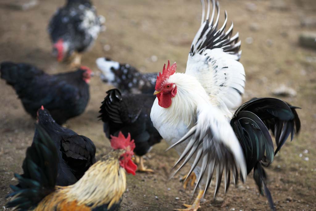 photo, la matire, libre, amnage, dcrivez, photo de la rserve,Poulet, NIWATORI, Poulet, , Realgar