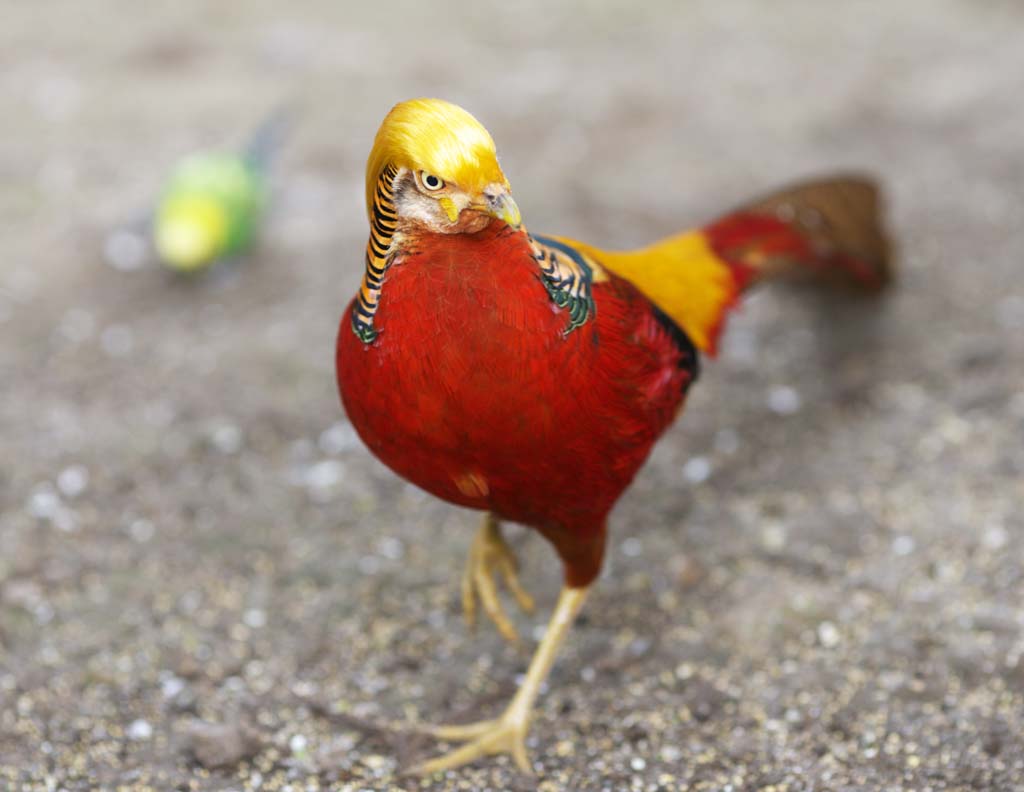 photo,material,free,landscape,picture,stock photo,Creative Commons,Golden pheasant, Golden pheasant, Kim birds, China, Deluxe