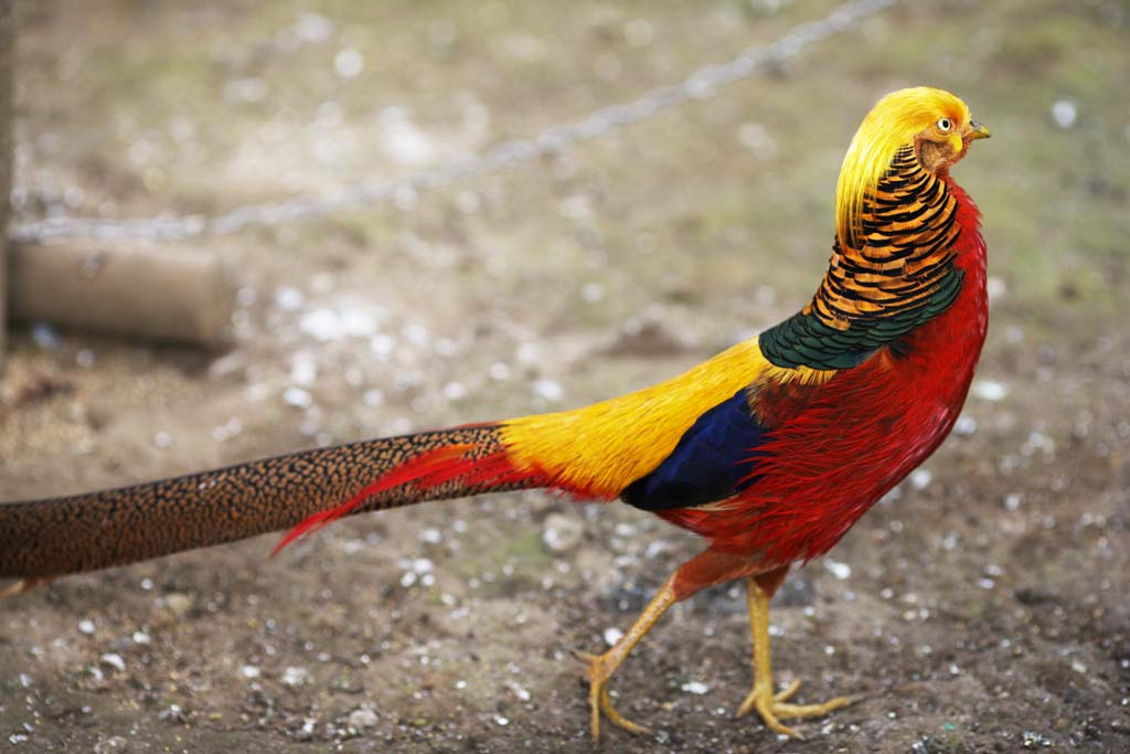 foto,tela,gratis,paisaje,fotografa,idea,Golden faisn, Faisnes de oro, Kim observa aves, China, Lujoso