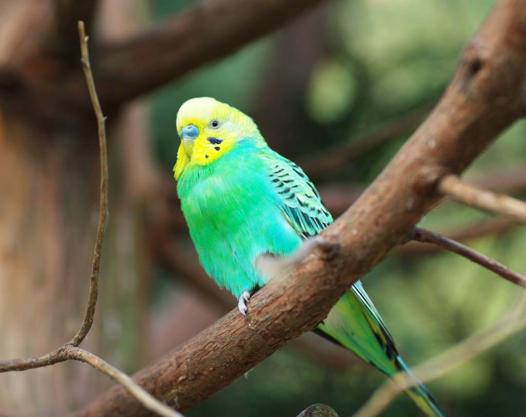 ゆんフリー写真素材集 No 5646 セキセイインコ 日本 神奈川