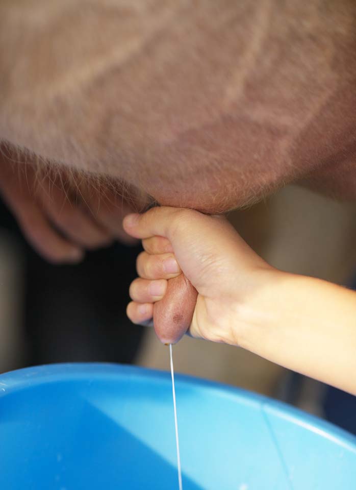 Foto, materiell, befreit, Landschaft, Bild, hat Foto auf Lager,Milch, Milch, , Das Melken, Brust