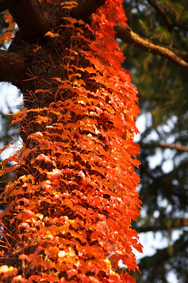 Foto, materieel, vrij, landschap, schilderstuk, bevoorraden foto,Red Ivy, Klimop, , , Rood