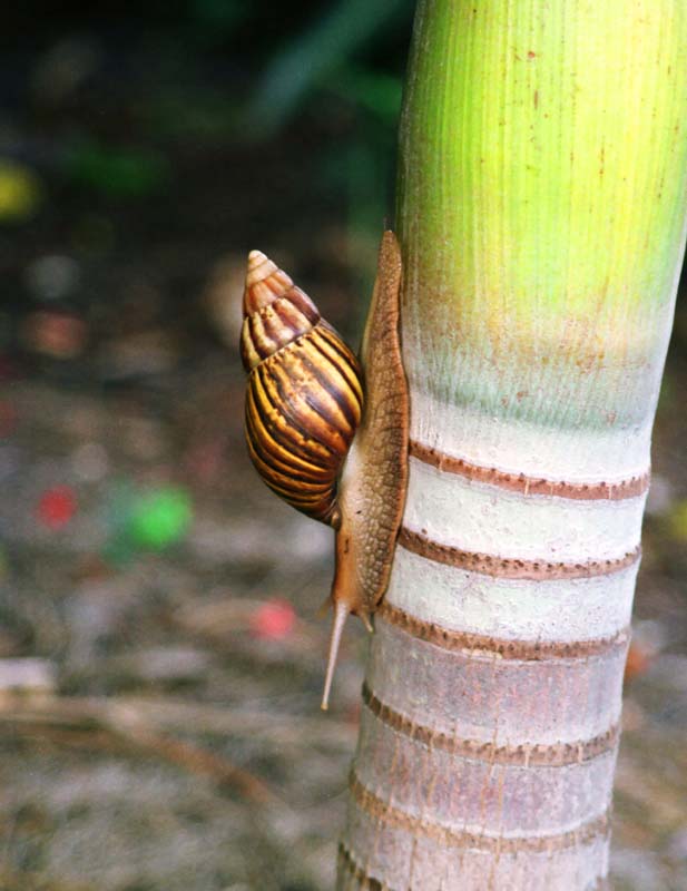 fotografia, materiale, libero il panorama, dipinga, fotografia di scorta,Lumaca, mollusco, , , 