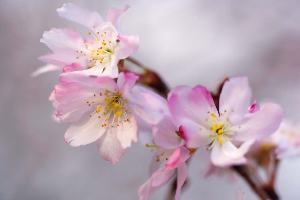 fotografia, material, livra, ajardine, imagine, proveja fotografia,Cereja floresce queda, Sakura, Cereja, , Sakura caem