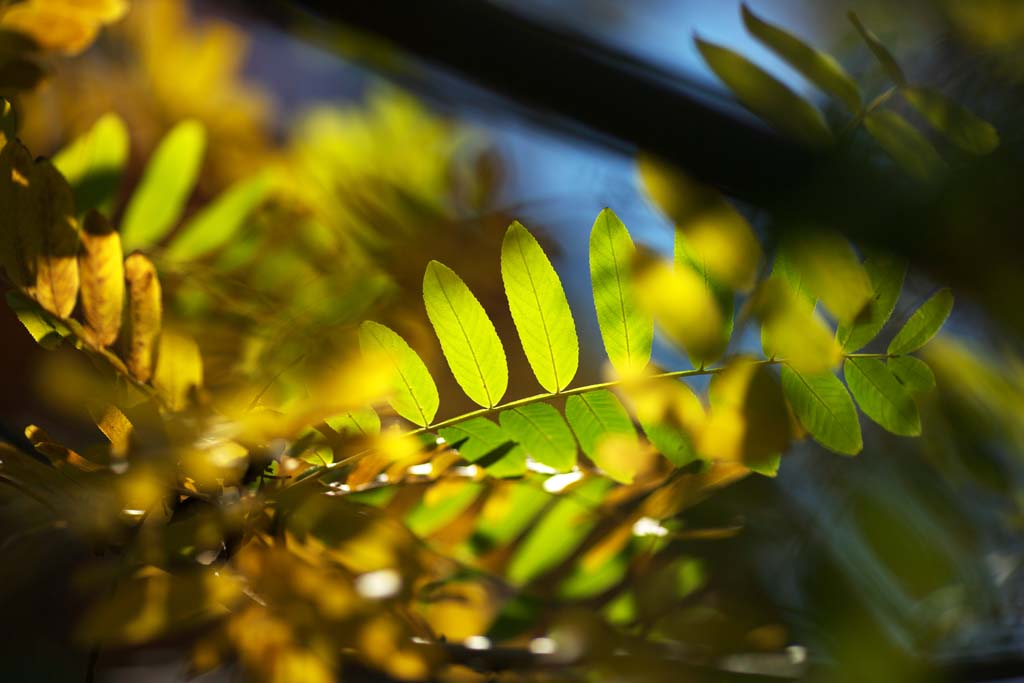 fotografia, materiale, libero il panorama, dipinga, fotografia di scorta,Tardo autunno di colore, Foglie di autunno, Green, Giallo, Colore