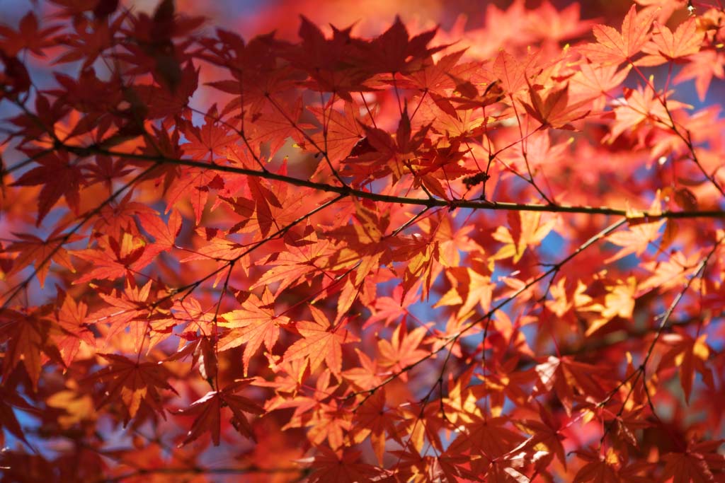 Foto, materieel, vrij, landschap, schilderstuk, bevoorraden foto,Rood in de late herfst, Herfst laat, Ahorn, Ahorns, Kleur