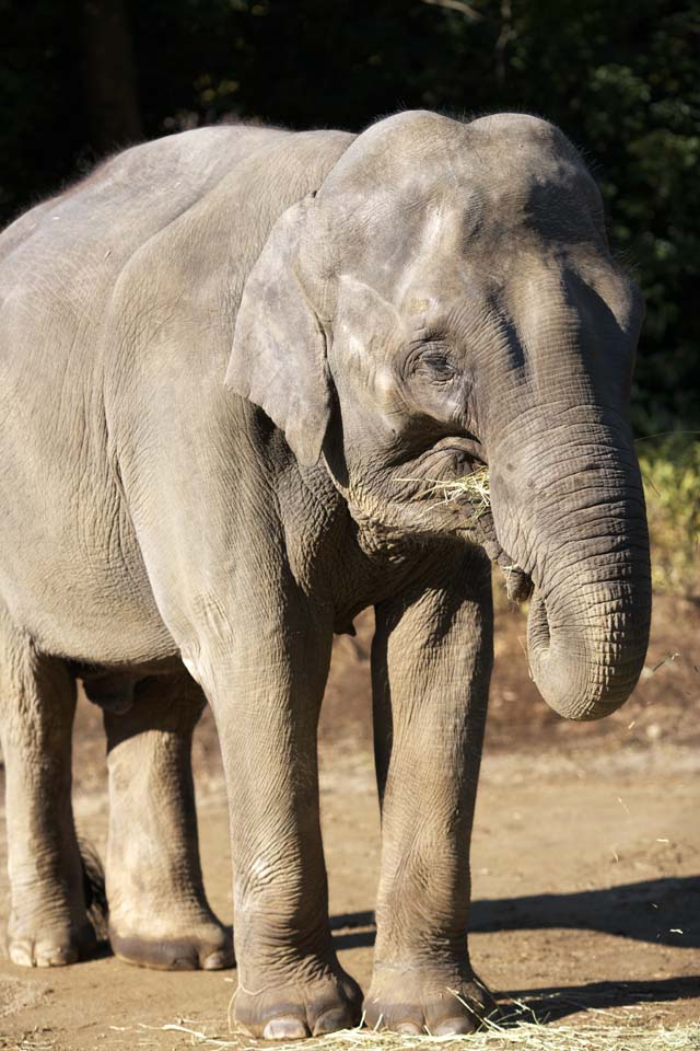 photo,material,free,landscape,picture,stock photo,Creative Commons,Indian elephant, Indian elephant, Elephant, , The Elephant