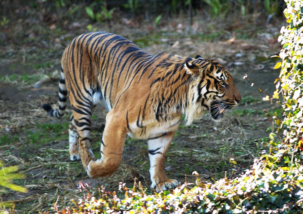 Foto, materieel, vrij, landschap, schilderstuk, bevoorraden foto,Sumatraanse tijger, Tora, Genomen, Tijger, Sumatran tijger