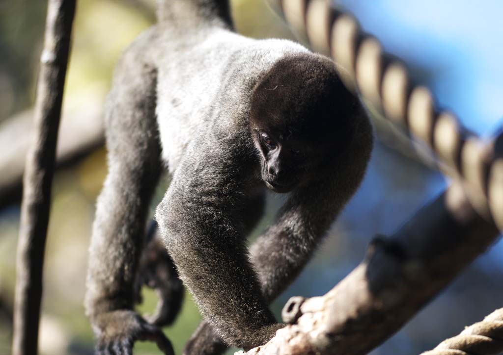 photo,material,free,landscape,picture,stock photo,Creative Commons,Common woolly monkey, Curious, Monkeys, Monkey, Cebidae