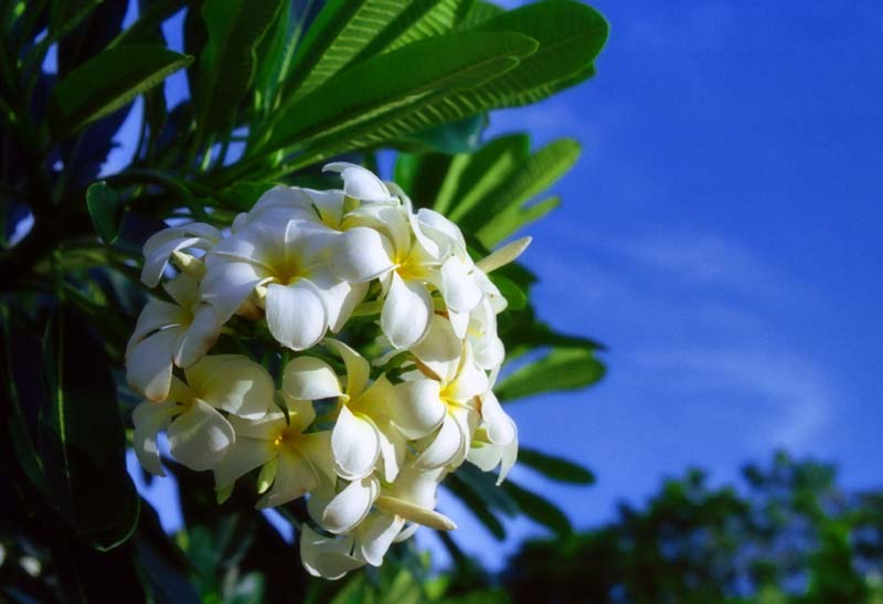 Foto, materieel, vrij, landschap, schilderstuk, bevoorraden foto,Tropische bloemen, Blanke, Blauwe lucht, , 