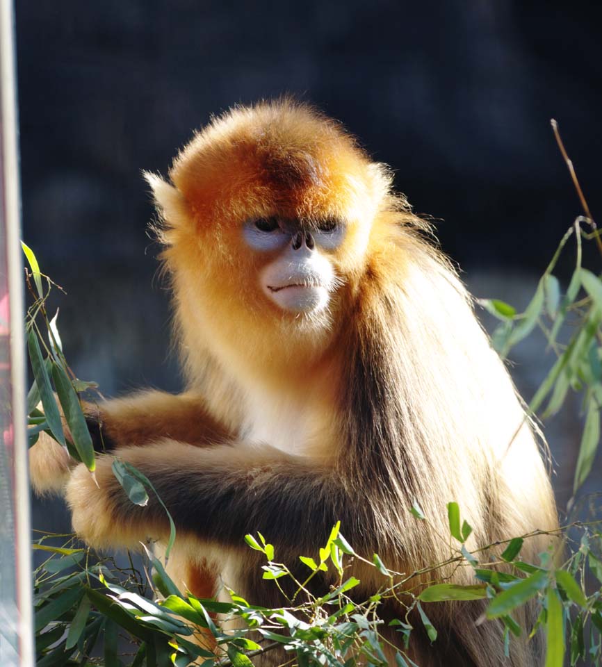 photo,material,free,landscape,picture,stock photo,Creative Commons,Golden Snub-nosed Monkey, Curious, Monkeys, Monkey, Son Goku