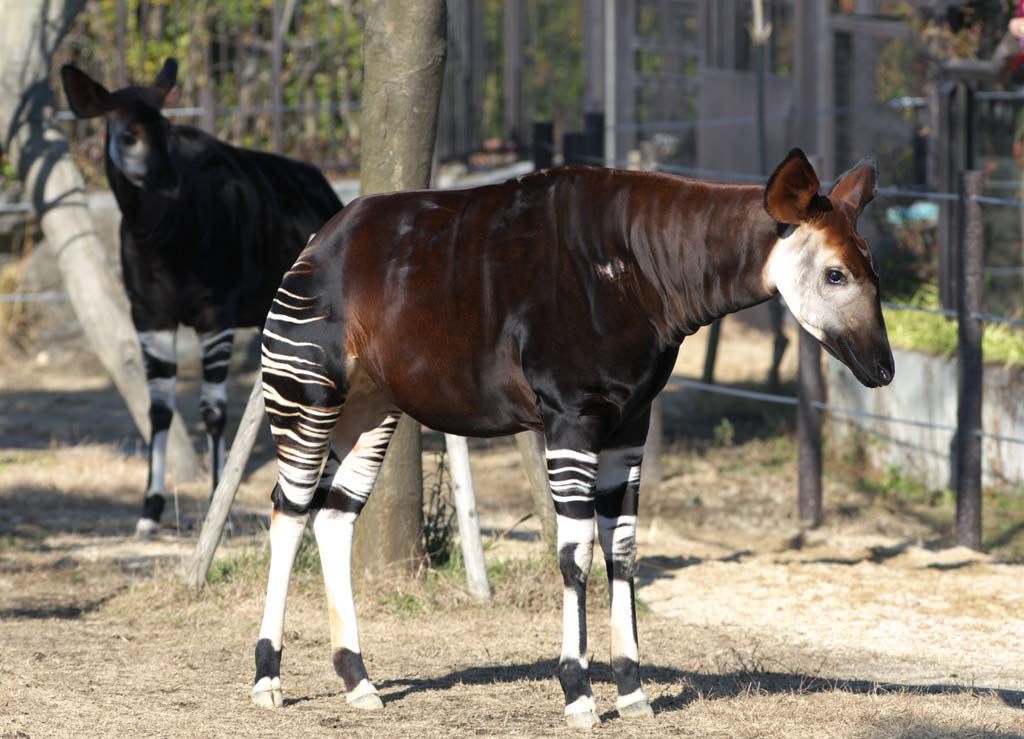 photo, la matire, libre, amnage, dcrivez, photo de la rserve,Okapi, Okapi, Avec PI?, Sir Harry Johnston, Explorateur britannique