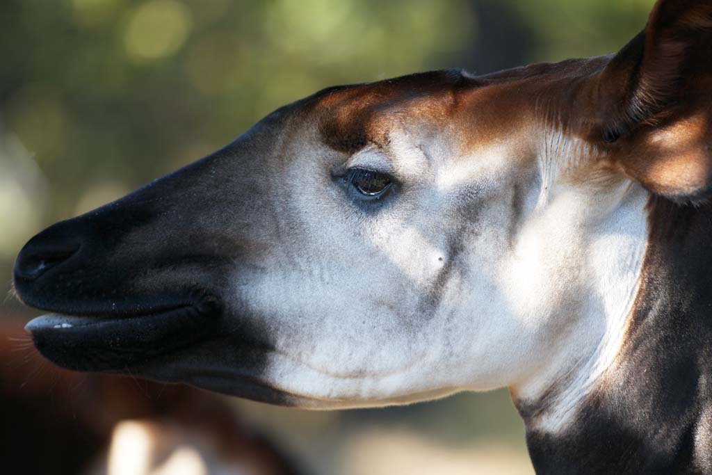 Foto, materieel, vrij, landschap, schilderstuk, bevoorraden foto,Okapi, Okapi, Met DE PI?, Heer Harry Johnston, Britse explorer