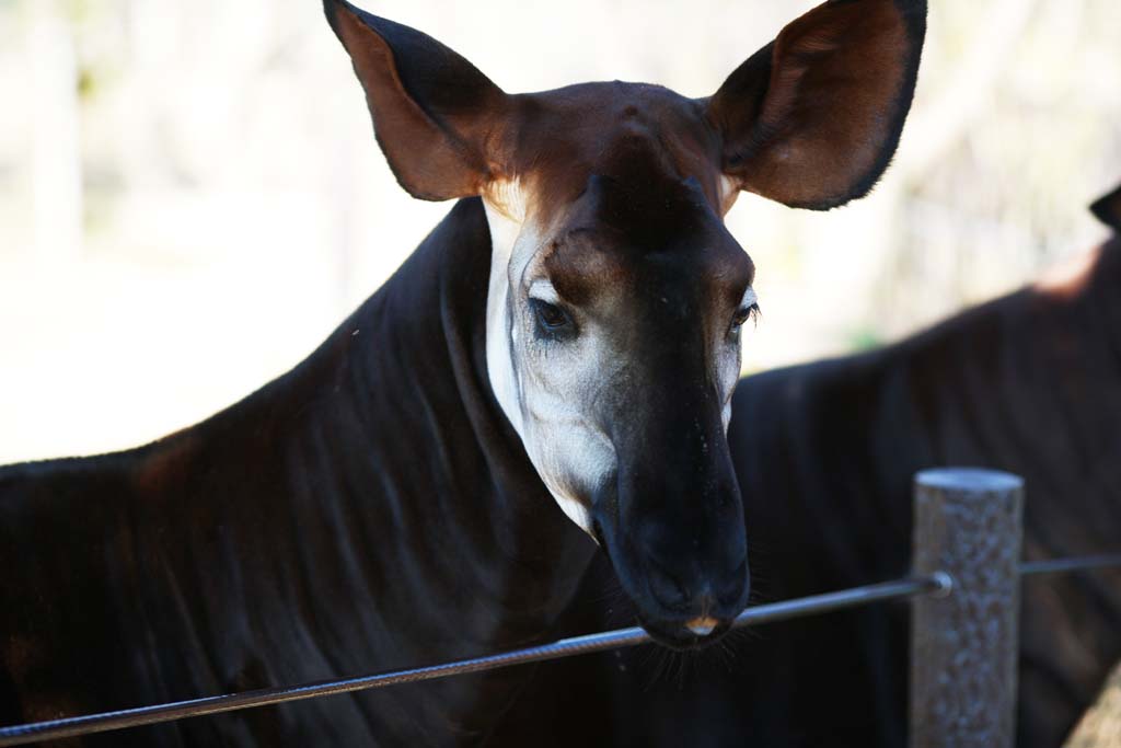 photo, la matire, libre, amnage, dcrivez, photo de la rserve,Okapi, Okapi, Avec PI?, Sir Harry Johnston, Explorateur britannique