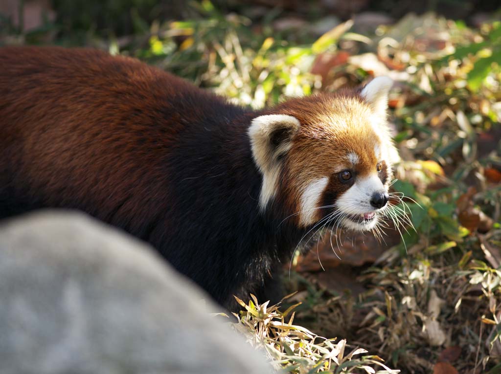 foto,tela,gratis,paisaje,fotografa,idea,Panda rojo, Oso panda, , Oso panda - A hacia dentro el, Oso panda rojo