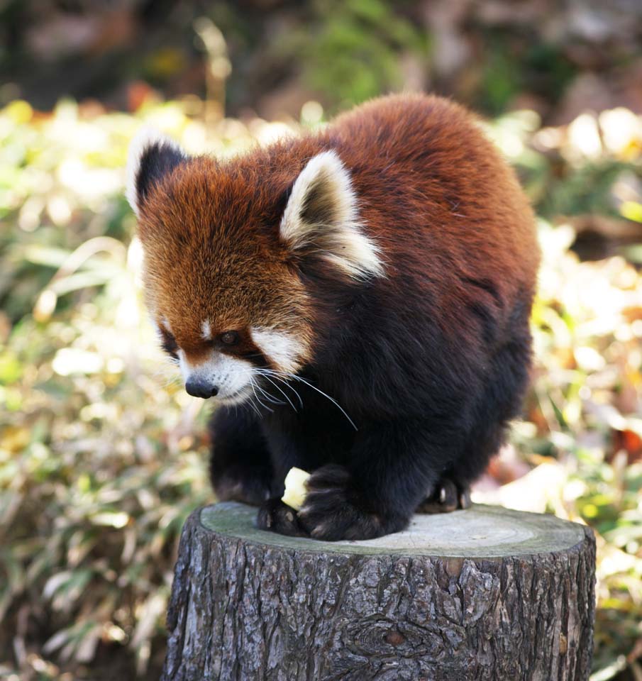 photo,material,free,landscape,picture,stock photo,Creative Commons,Red panda, Panda, PANDA, PANDA-A in the, Red panda