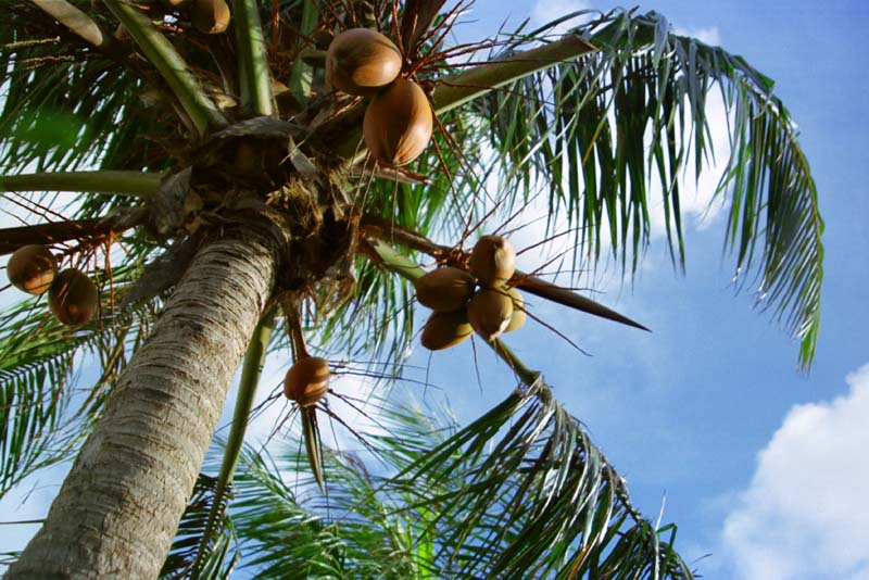 photo,material,free,landscape,picture,stock photo,Creative Commons,Palm tree, fruit, blue sky, , 