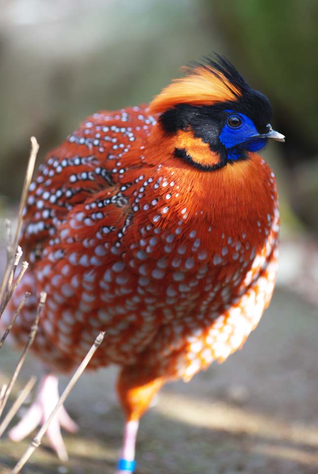 Foto, materiell, befreit, Landschaft, Bild, hat Foto auf Lager,Temminck-Tragopan, Phasianidae, Orangefarben, Stelle, Auffllig