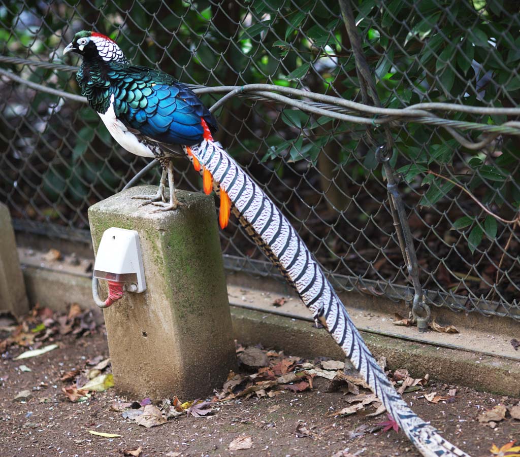 fotografia, materiale, libero il panorama, dipinga, fotografia di scorta,Chrysolophus amherstiae, Phasianidae, Coda lunga, Blu, Appariscente