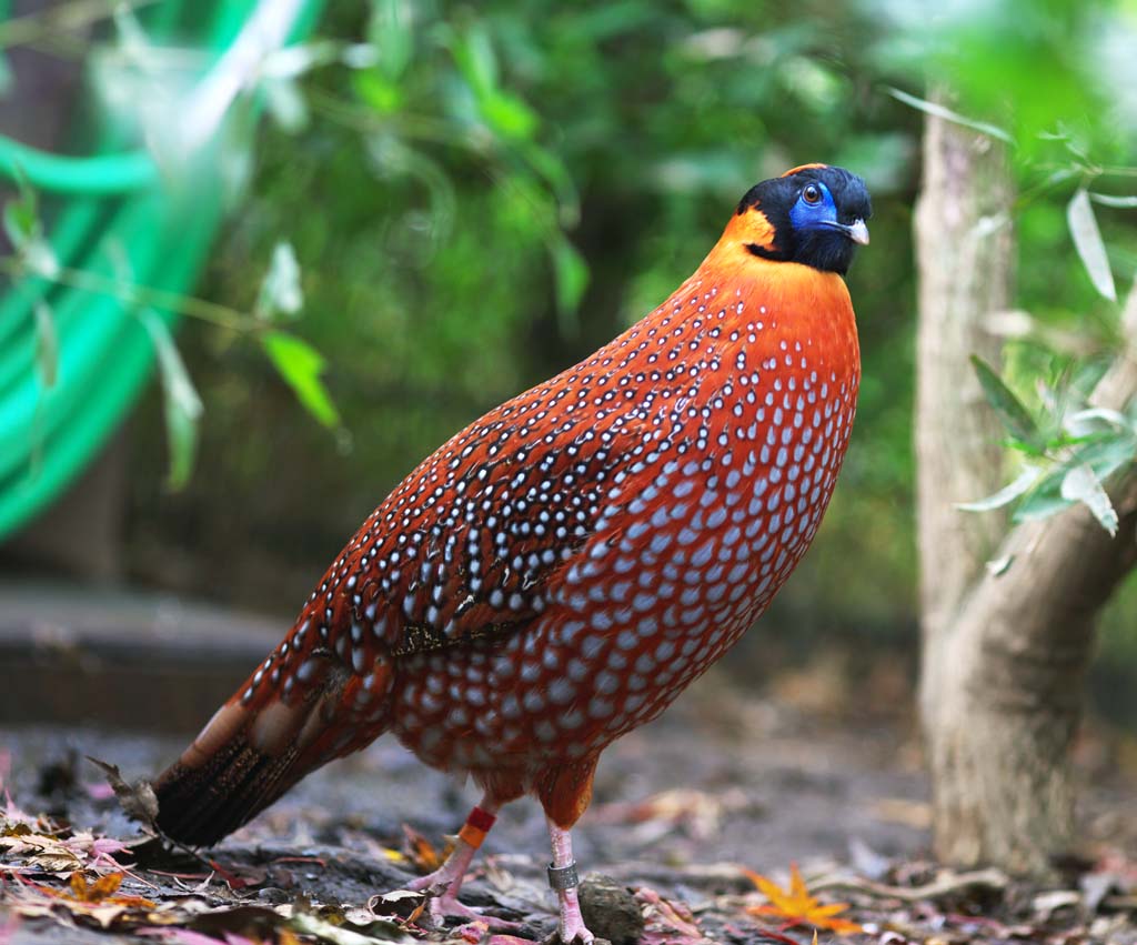 Foto, materieel, vrij, landschap, schilderstuk, bevoorraden foto,Temminck's Tragopan, Phasianidae, Oranje, Stip, Opvallend