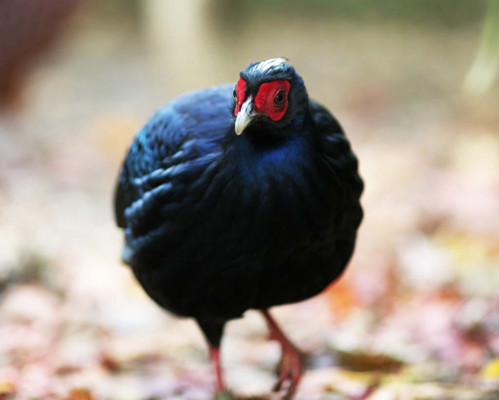 Foto, materieel, vrij, landschap, schilderstuk, bevoorraden foto,Vietnamees fazant, Phasianidae, KOSANKEI, Rood en blauw., Opvallend