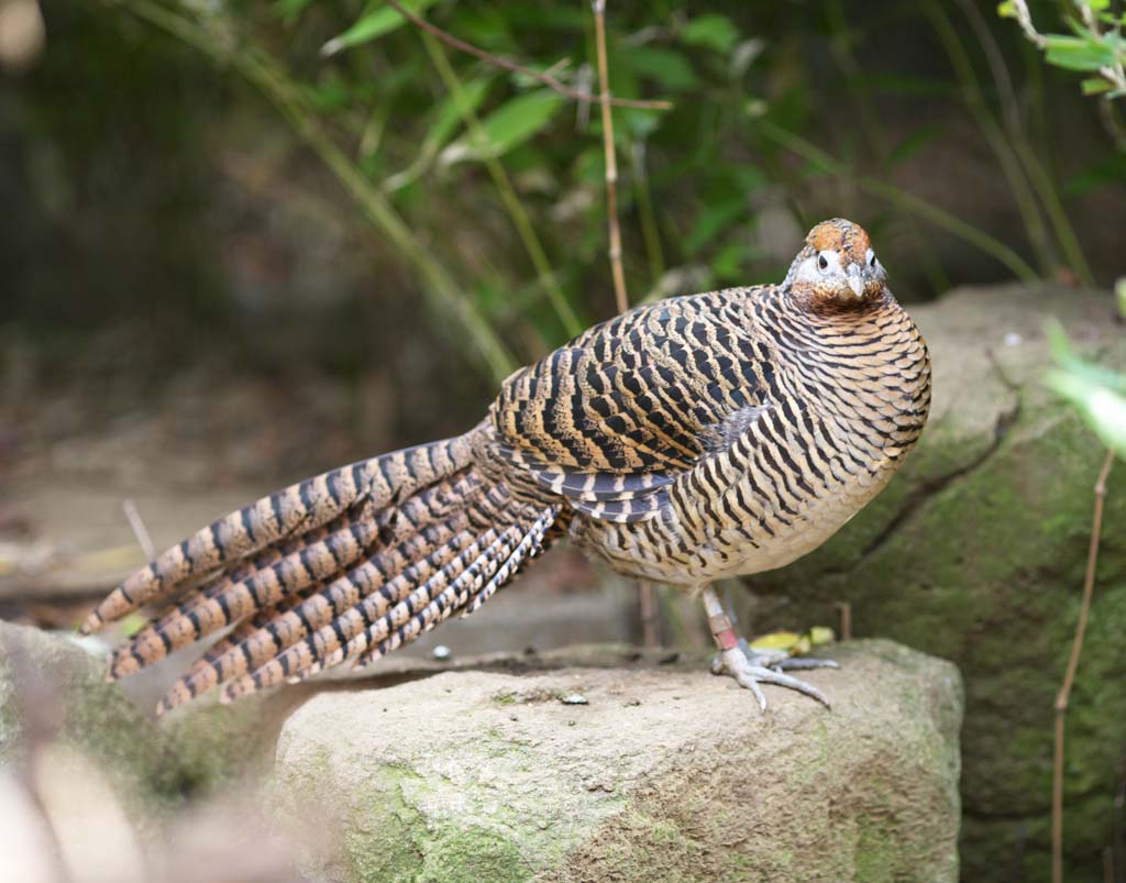 photo,material,free,landscape,picture,stock photo,Creative Commons,Lady Amherst's pheasant, Phasianidae, Long tail, Brown, Plainer