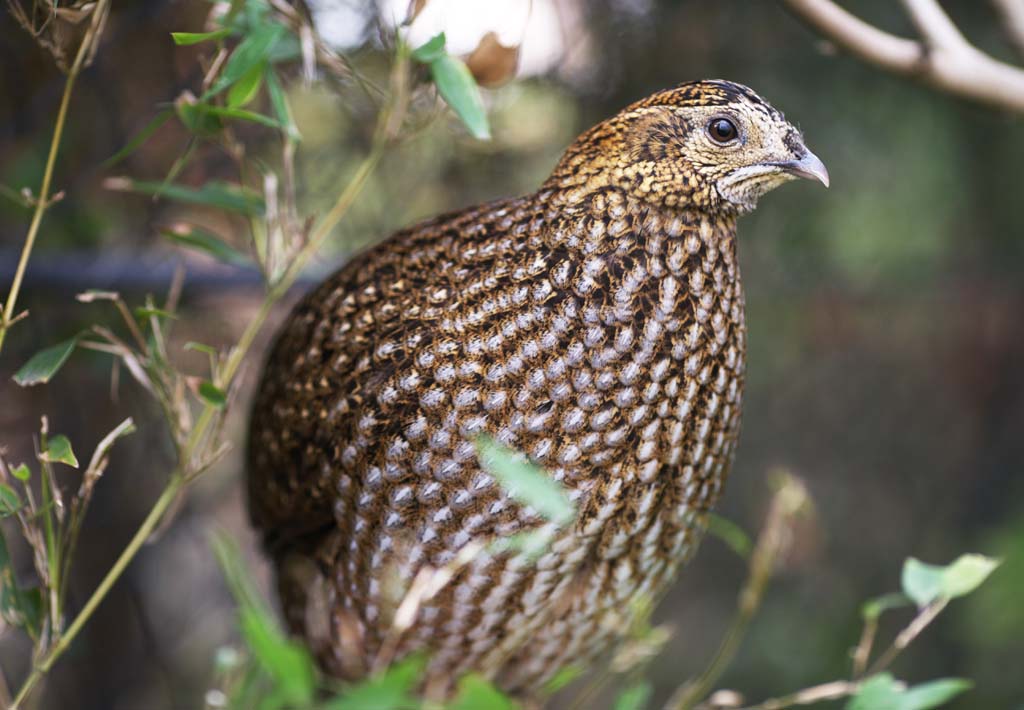 fotografia, material, livra, ajardine, imagine, proveja fotografia,Temminck's Tragopan, Phasianidae, Marrom, Mancha, Mais claro