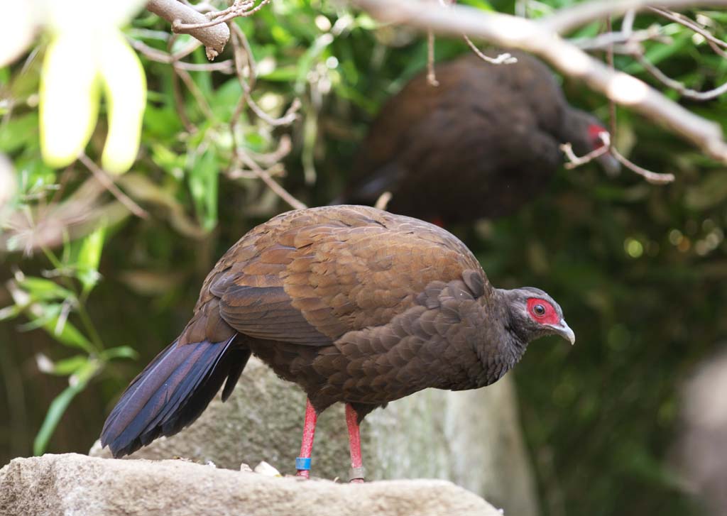 photo,material,free,landscape,picture,stock photo,Creative Commons,Vietnamese pheasant, Phasianidae, Brown, Red and blue., Plainer