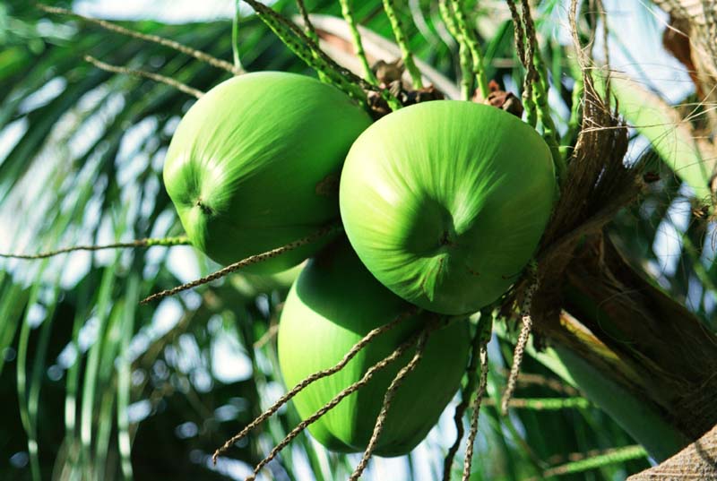 Foto, materieel, vrij, landschap, schilderstuk, bevoorraden foto,Onrijpe harten van de palm, Vrucht, Groen, , 