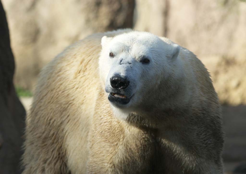 Foto, materieel, vrij, landschap, schilderstuk, bevoorraden foto,Ijsbeer, , Ijsbeer, SHIROKUMA, Bedreigd soort